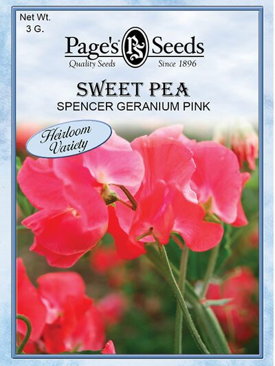 Sweet Pea Spencer Geranium Pink