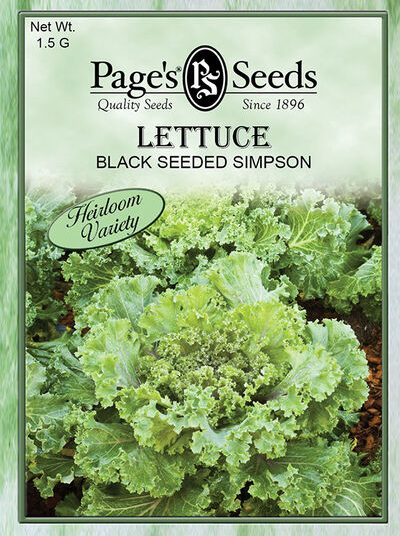 Lettuce Black Seeded Simpson