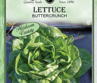 Lettuce Buttercrunch