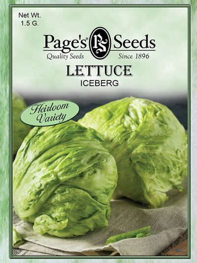 Lettuce Iceberg