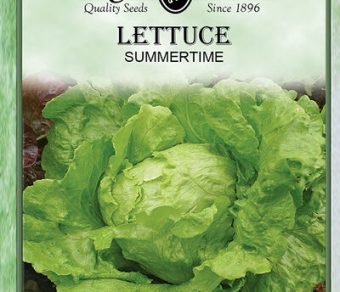 Lettuce Summertime Iceberg