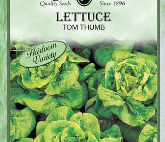 Lettuce Tom Thumb