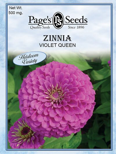 Zinnia Violet Queen