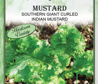 Mustard Southern Giant Curled