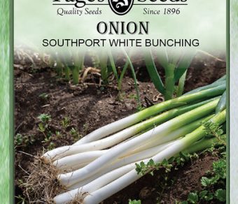 Onion Southport White Bunching