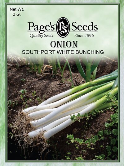 Onion Southport White Bunching
