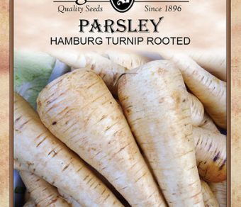 Hamburg Turnip Rooted