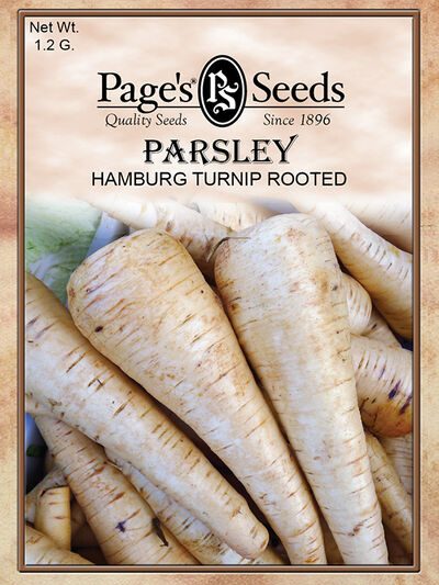 Hamburg Turnip Rooted