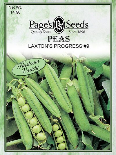 Peas Laxton's Progress #9