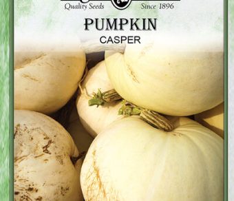Pumpkin Casper