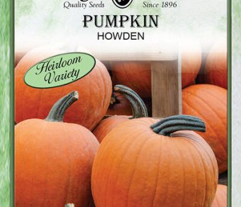 Pumpkin Howden