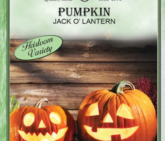 Pumpkin Jack O' Lantern