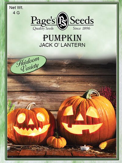 Pumpkin Jack O' Lantern