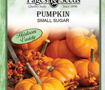 Pumpkin Small Sugar
