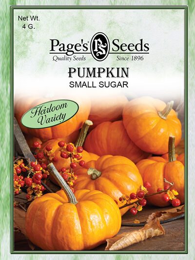 Pumpkin Small Sugar