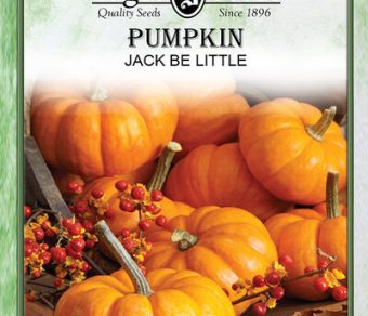 Pumpkin Jack Be Little