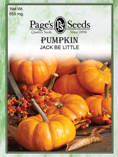 Pumpkin Jack Be Little