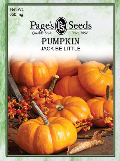 Pumpkin Jack Be Little