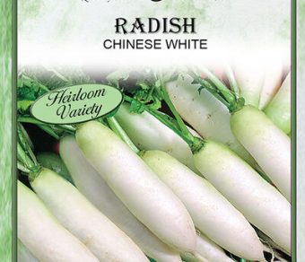 Radish Chinese White