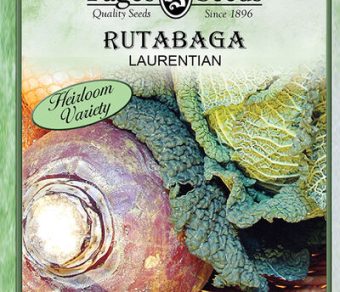 Rutabaga laurentian