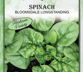Spinach Bloomsdale Longstanding