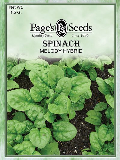 Spinach Melody Hybrid