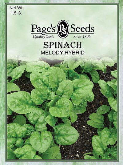 Spinach Melody Hybrid