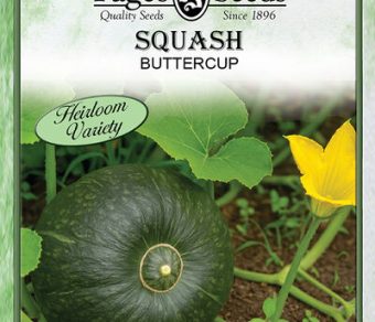 Squash Buttercup