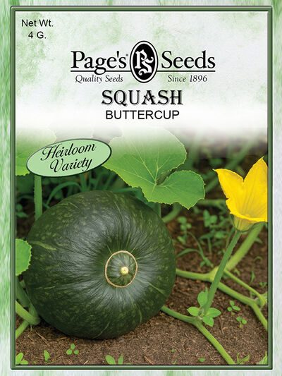 Squash Buttercup