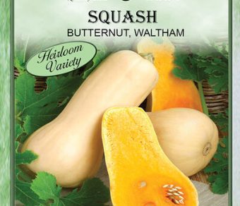 Squash Butternut Waltham