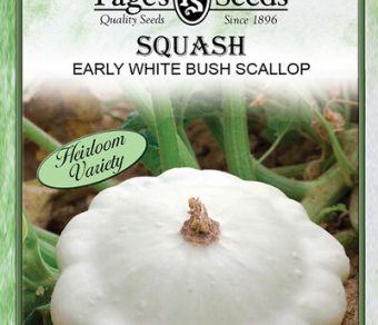 Squash Early White Bush Scallop