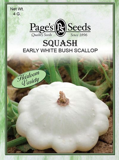 Squash Early White Bush Scallop