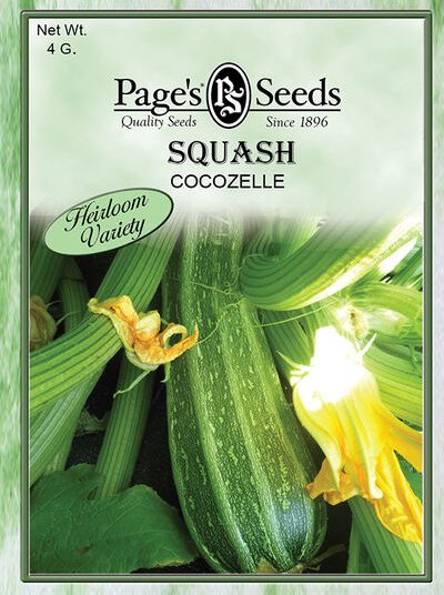 Squash Long Bush Cocozelle