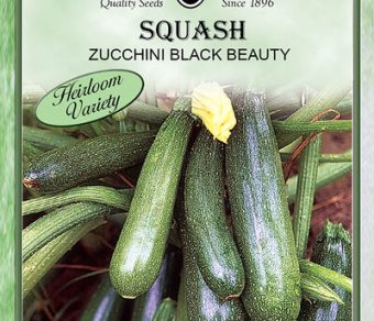 Squash Zucchini Black Beauty