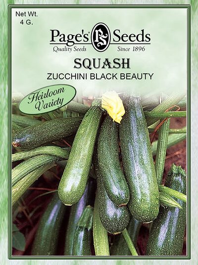 Squash Zucchini Black Beauty