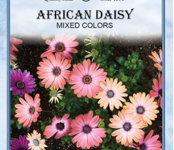 African Daisy Mixed Colors