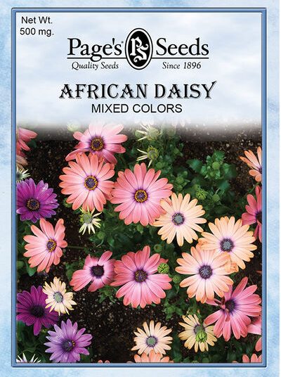 African Daisy Mixed Colors