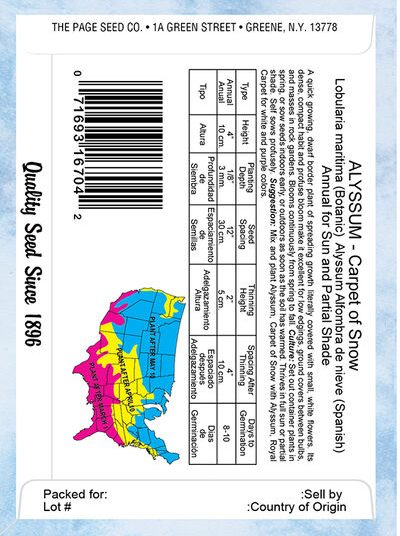 Alyssum Carpet of Snow