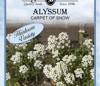 Alyssum Carpet of Snow