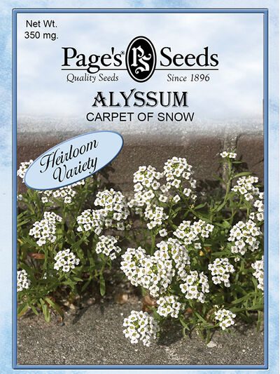 Alyssum Carpet of Snow