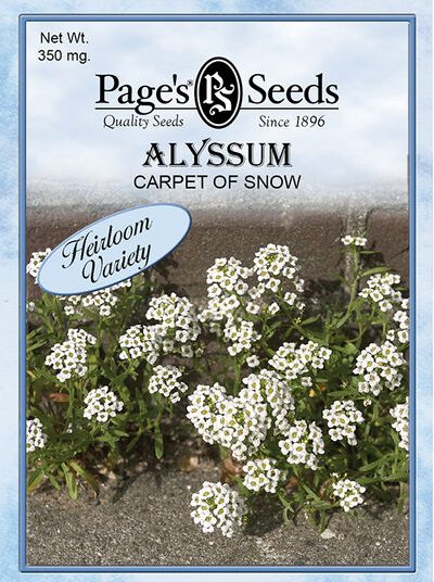 Alyssum Carpet of Snow