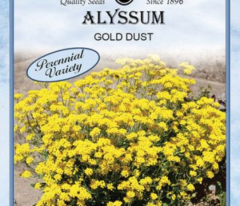 Alyssum Gold Dust