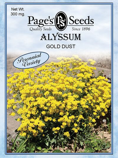 Alyssum Gold Dust