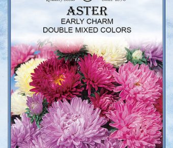 Aster Early Charm Double Mix