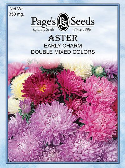 Aster Early Charm Double Mix