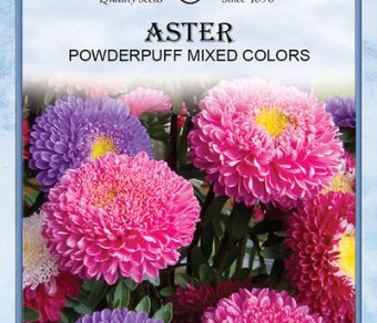 Aster Powderpuff Mixed Colors