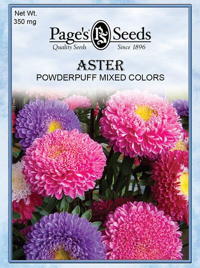 Aster Powderpuff Mixed Colors