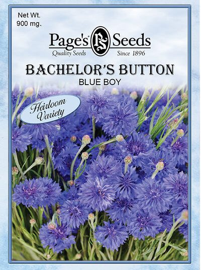 Bachelor's Button Blue Boy