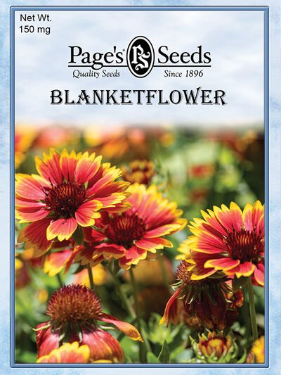 Blankeyflower Gaillardia