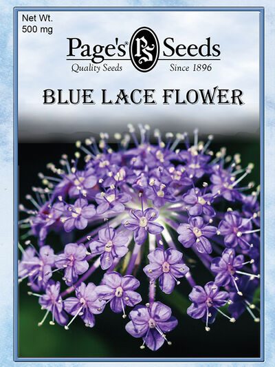 Blue Lace Flower